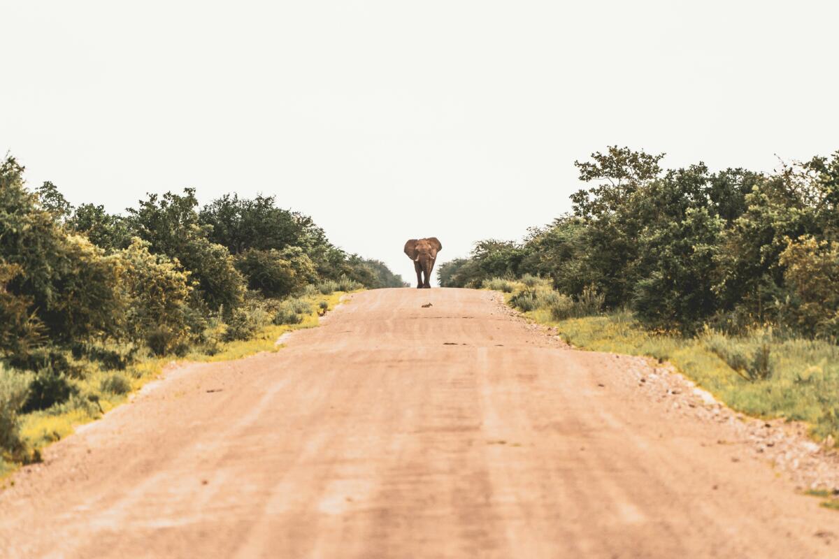 Road through African bushland representing the path from investment thesis to execution