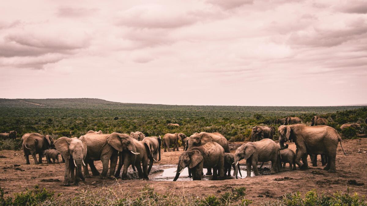 Africa FDI opportunities in tourism and hospitality