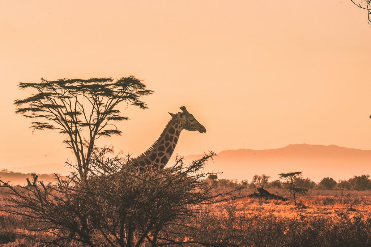 Giraffe at sunset representing the African tourism investment sector